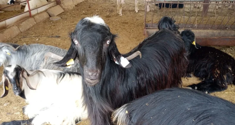 Kurbanlıklar sanki seyirlik!