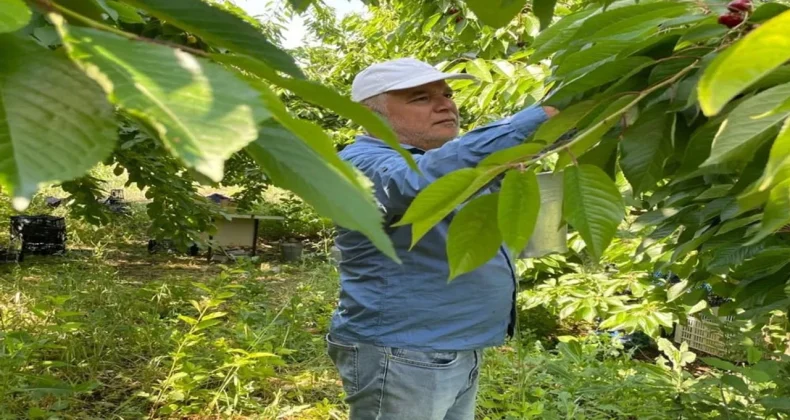 Gödene Kirazında hasat başladı