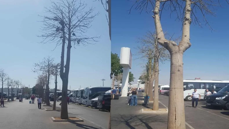 Kuruyan ağaçlar tepki çekti